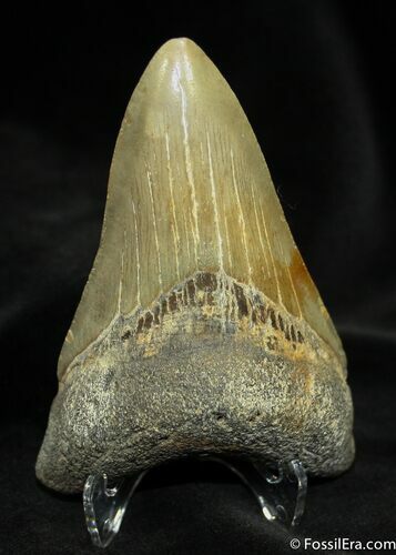 Inch Megalodon Tooth #1164